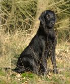 Hegnets Art By Fleury-Laurent fra Kennel Hegnets