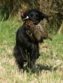 Black Amandas Glimmering Star fra kennel Hegnets (Hegnet)