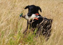 Hegnets Art By Fleury-Laurent - Kennel Hegnets opdræt af flatcoated retrievere