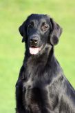 Hegnets Art By fleury-Laurent, Kennel hegnets, Hegnet, Flatcoated Retriever, Flat Coated Retriever