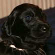 Kunstnerkuldet fra kennel Hegnets - Hegnet