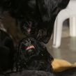 Kunstnerkuldet fra kennel Hegnets - Hegnet