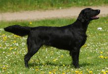 Kennel Hegnets - Opdræt af Flatcoated Retriever