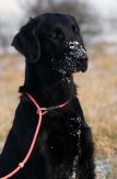 Kennel Hegnets - Opdræt af Flatcoated Retrievere