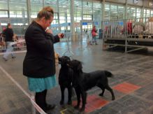 Kennel Hegnets - Opdræt af flat Coated Retrievere 