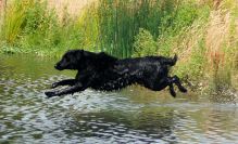 Hegnets Art By Pablo Picasso - Kennel Hegnets opdræt af flatcoated retrievere