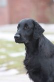Starworkers Obsession By Nighttime - alias Stormy - flatcoated retriever fra kennet Hegnets (Hegnet)